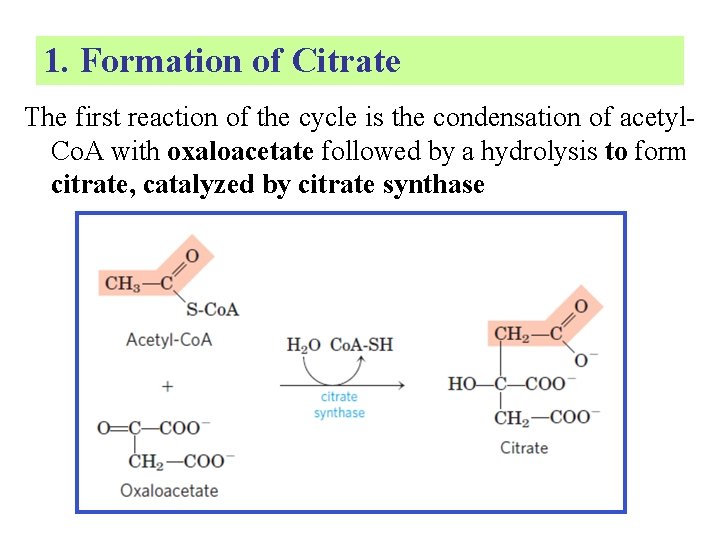 1. Formation of Citrate The first reaction of the cycle is the condensation of