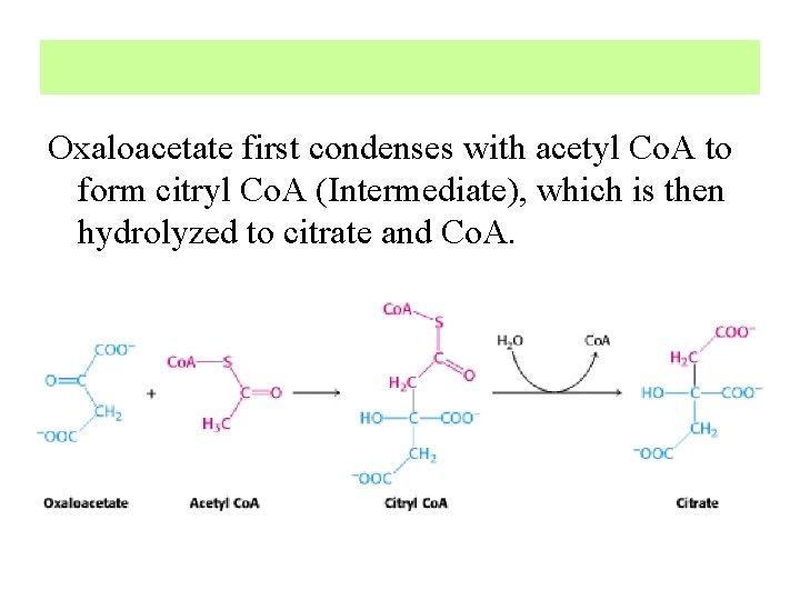 Oxaloacetate first condenses with acetyl Co. A to form citryl Co. A (Intermediate), which