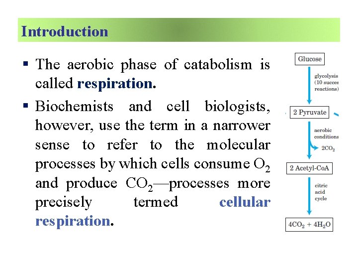 Introduction § The aerobic phase of catabolism is called respiration. § Biochemists and cell