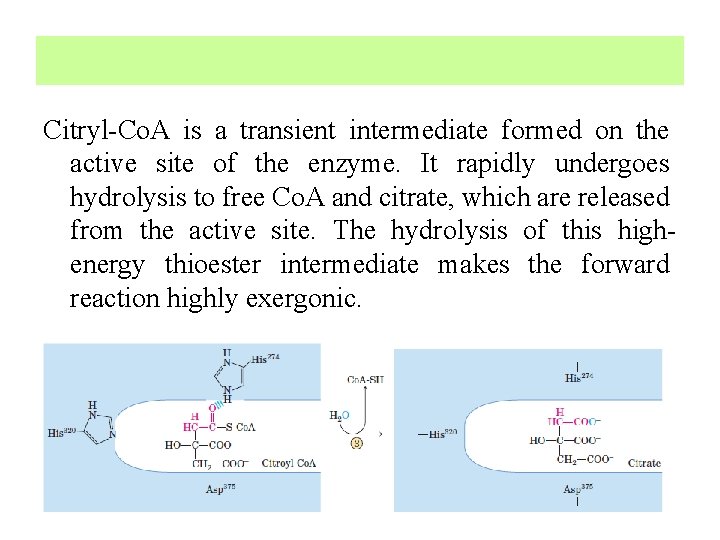 Citryl-Co. A is a transient intermediate formed on the active site of the enzyme.