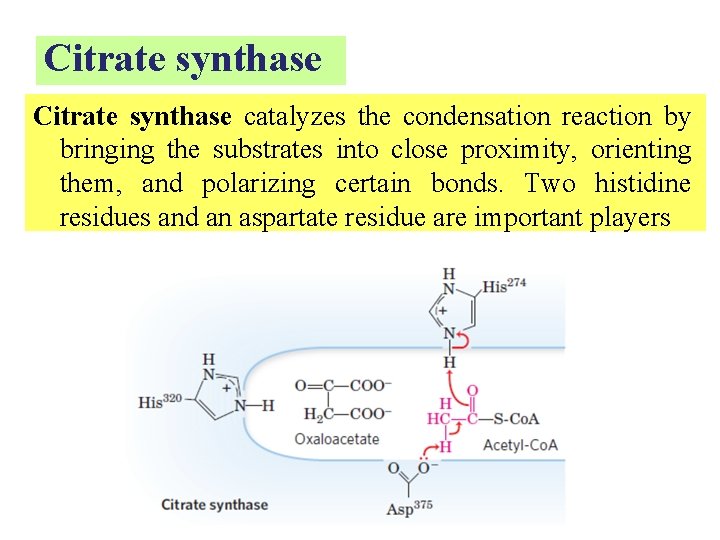 Citrate synthase catalyzes the condensation reaction by bringing the substrates into close proximity, orienting