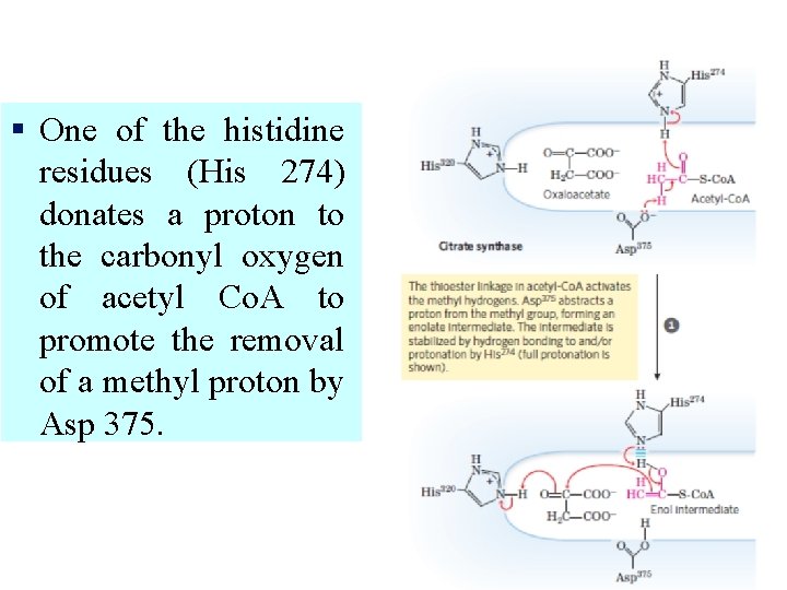 § One of the histidine residues (His 274) donates a proton to the carbonyl