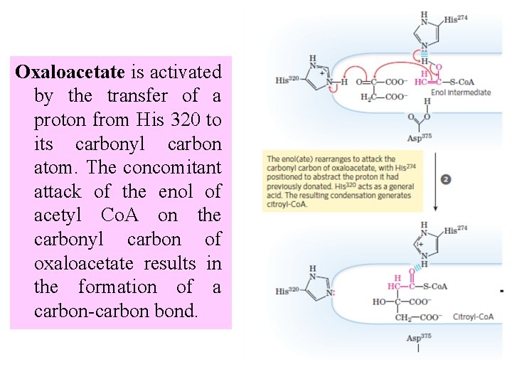 Oxaloacetate is activated by the transfer of a proton from His 320 to its