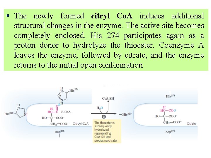 § The newly formed citryl Co. A induces additional structural changes in the enzyme.