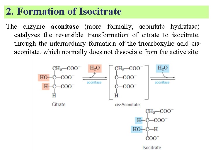 2. Formation of Isocitrate The enzyme aconitase (more formally, aconitate hydratase) catalyzes the reversible