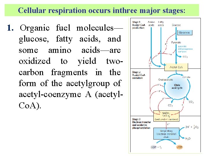 Cellular respiration occurs inthree major stages: 1. Organic fuel molecules— glucose, fatty acids, and