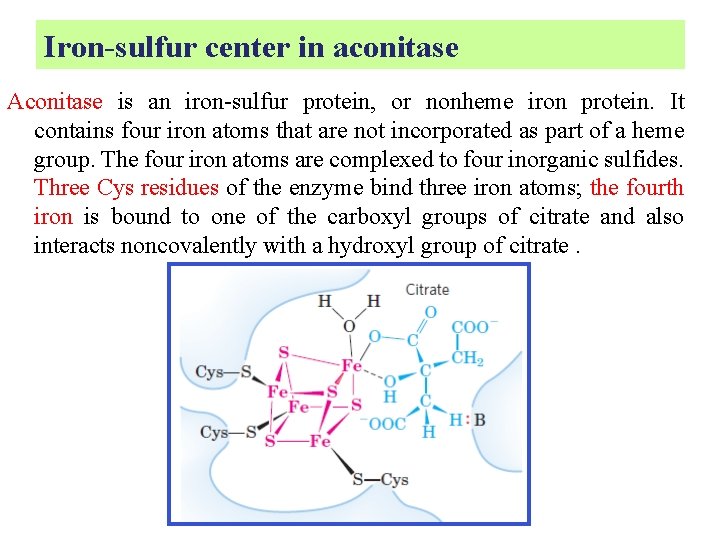 Iron-sulfur center in aconitase Aconitase is an iron-sulfur protein, or nonheme iron protein. It