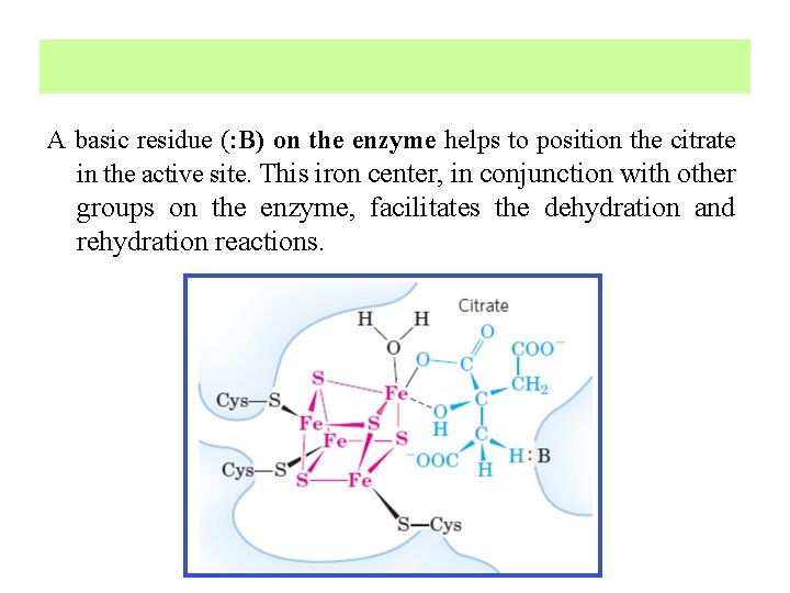 A basic residue (: B) on the enzyme helps to position the citrate in