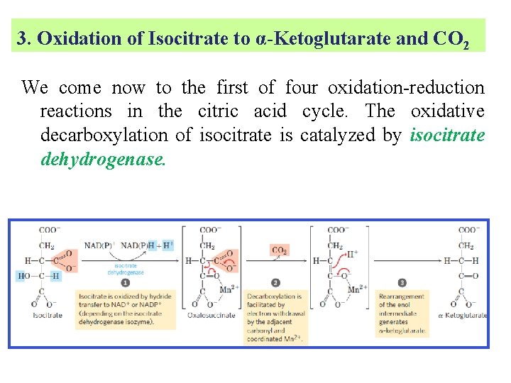 3. Oxidation of Isocitrate to α-Ketoglutarate and CO 2 We come now to the