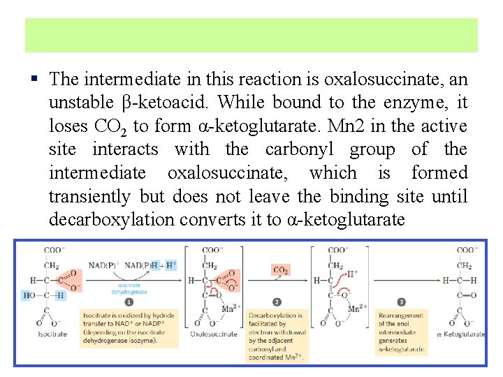 § The intermediate in this reaction is oxalosuccinate, an unstable β-ketoacid. While bound to