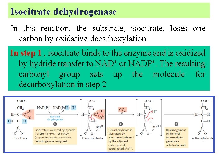 Isocitrate dehydrogenase In this reaction, the substrate, isocitrate, loses one carbon by oxidative decarboxylation