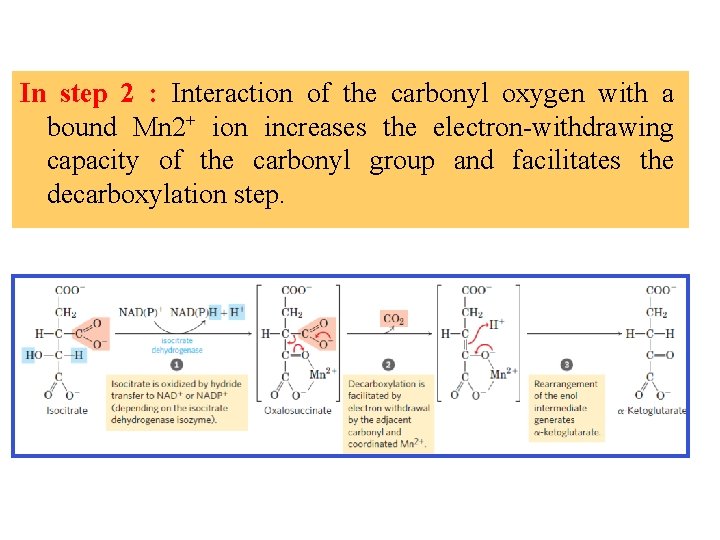 In step 2 : Interaction of the carbonyl oxygen with a bound Mn 2+