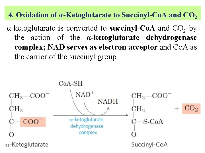 4. Oxidation of α-Ketoglutarate to Succinyl-Co. A and CO 2 α-ketoglutarate is converted to
