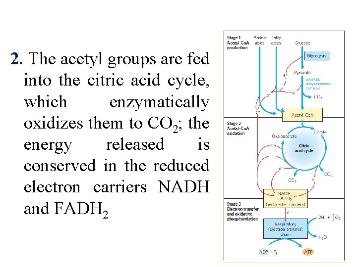 2. The acetyl groups are fed into the citric acid cycle, which enzymatically oxidizes