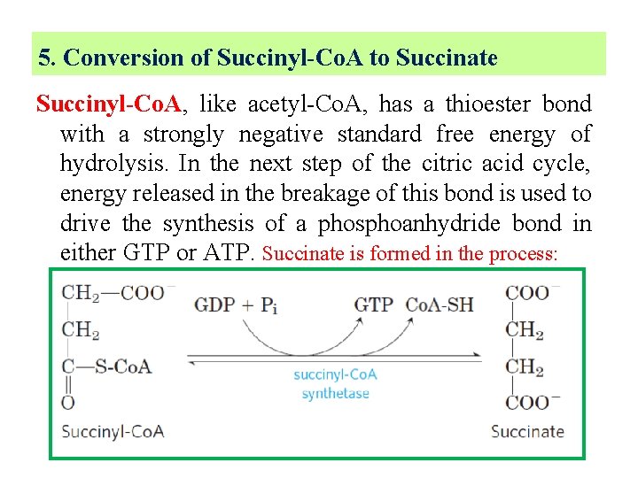 5. Conversion of Succinyl-Co. A to Succinate Succinyl-Co. A, like acetyl-Co. A, has a