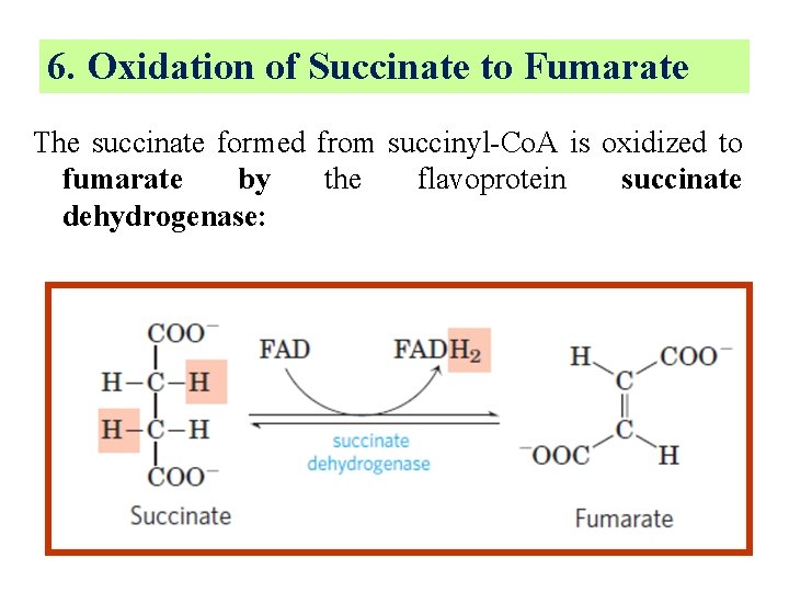 6. Oxidation of Succinate to Fumarate The succinate formed from succinyl-Co. A is oxidized