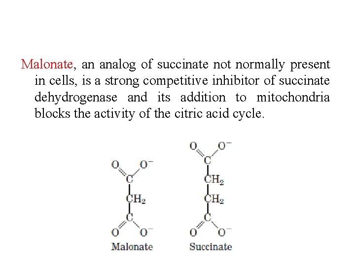 Malonate, an analog of succinate not normally present in cells, is a strong competitive