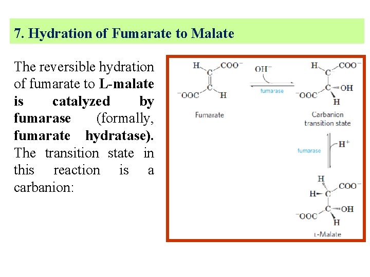 7. Hydration of Fumarate to Malate The reversible hydration of fumarate to L-malate is