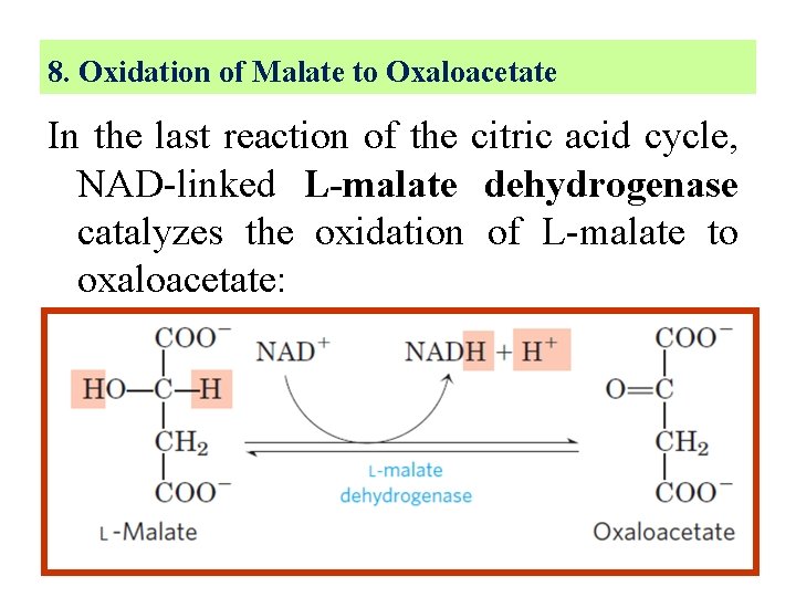 8. Oxidation of Malate to Oxaloacetate In the last reaction of the citric acid