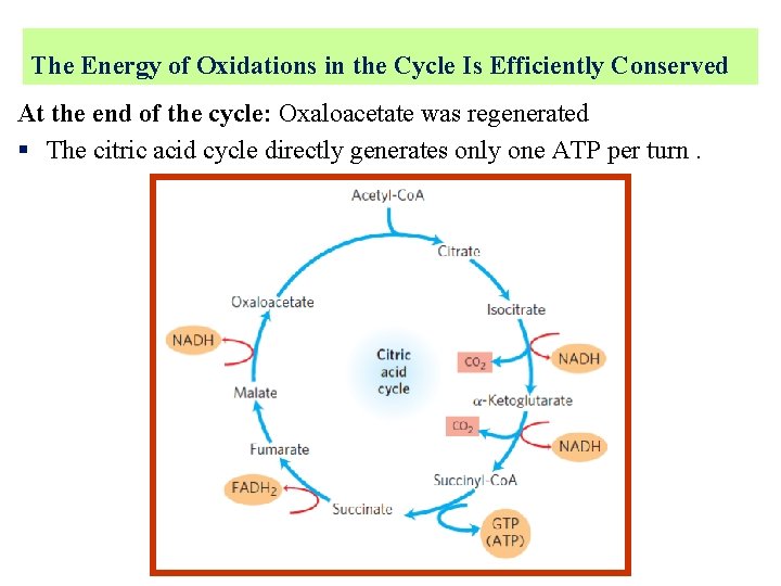 The Energy of Oxidations in the Cycle Is Efficiently Conserved At the end of