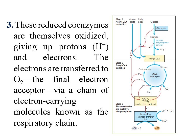 3. These reduced coenzymes are themselves oxidized, giving up protons (H+) and electrons. The