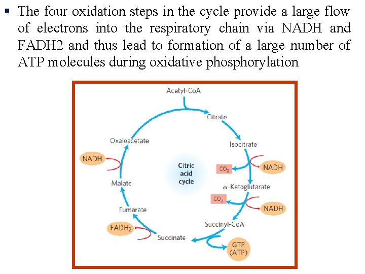 § The four oxidation steps in the cycle provide a large flow of electrons