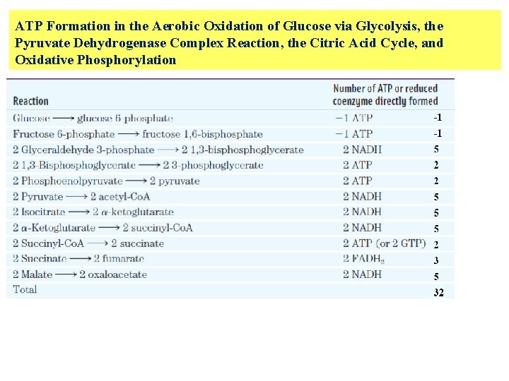 ATP Formation in the Aerobic Oxidation of Glucose via Glycolysis, the Pyruvate Dehydrogenase Complex