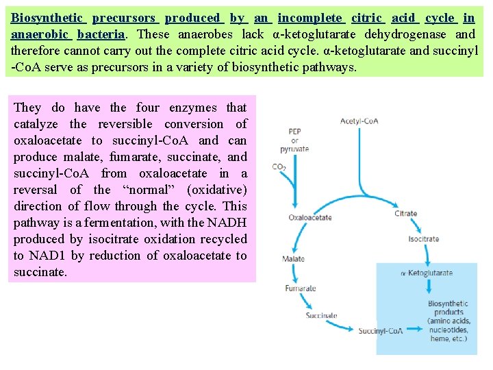 Biosynthetic precursors produced by an incomplete citric acid cycle in anaerobic bacteria. These anaerobes