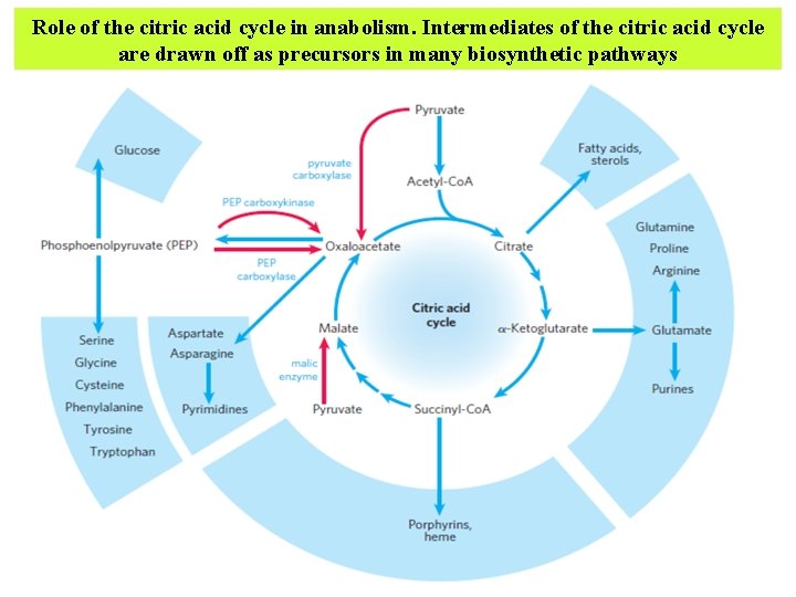 Role of the citric acid cycle in anabolism. Intermediates of the citric acid cycle