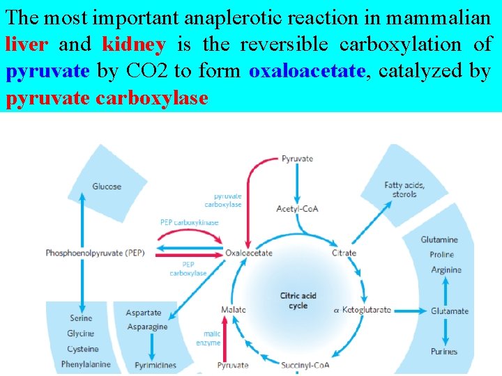 The most important anaplerotic reaction in mammalian liver and kidney is the reversible carboxylation