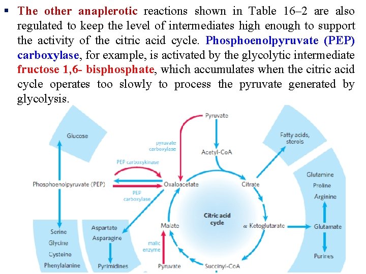 § The other anaplerotic reactions shown in Table 16– 2 are also regulated to