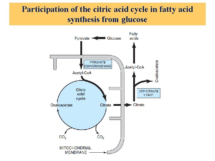 Participation of the citric acid cycle in fatty acid synthesis from glucose 