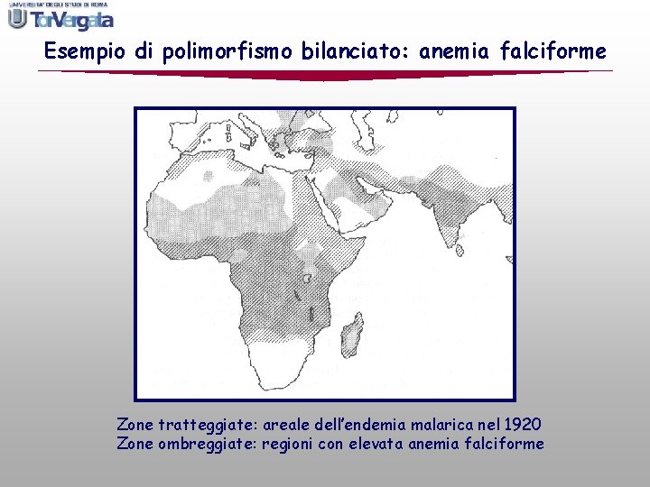 Esempio di polimorfismo bilanciato: anemia falciforme Zone tratteggiate: areale dell’endemia malarica nel 1920 Zone