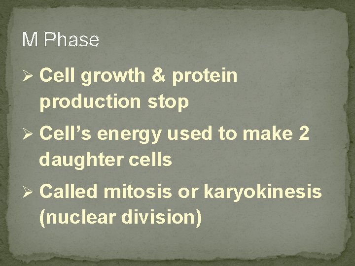M Phase Ø Cell growth & protein production stop Ø Cell’s energy used to M Phase Ø Cell growth & protein production stop Ø Cell’s energy used to
