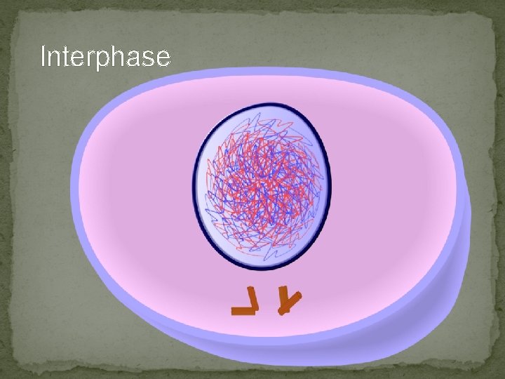 Interphase Interphase