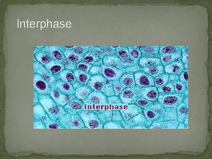 Interphase Interphase