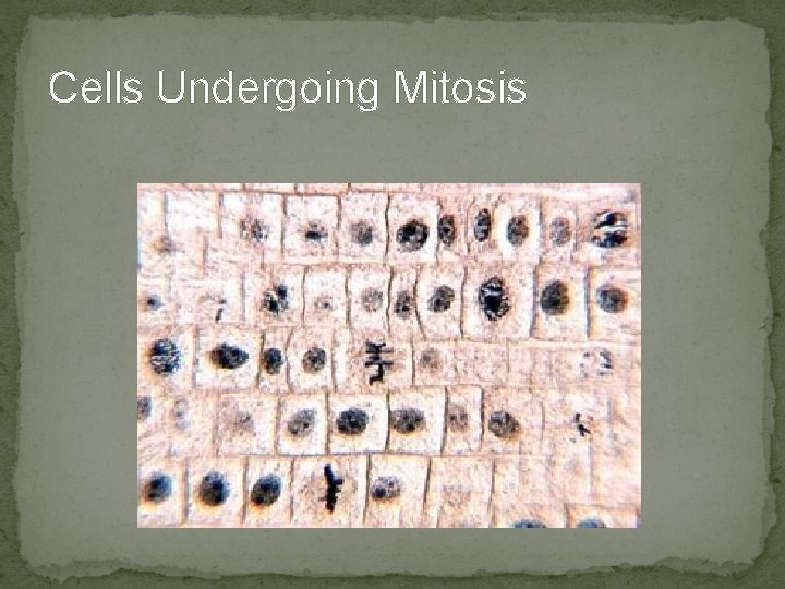 Cells Undergoing Mitosis Cells Undergoing Mitosis