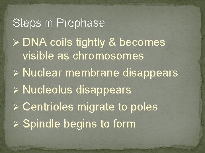 Steps in Prophase Ø DNA coils tightly & becomes visible as chromosomes Ø Nuclear Steps in Prophase Ø DNA coils tightly & becomes visible as chromosomes Ø Nuclear