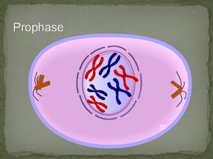 Prophase Prophase