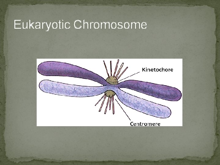 Eukaryotic Chromosome Eukaryotic Chromosome