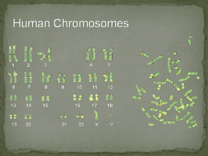 Human Chromosomes Human Chromosomes