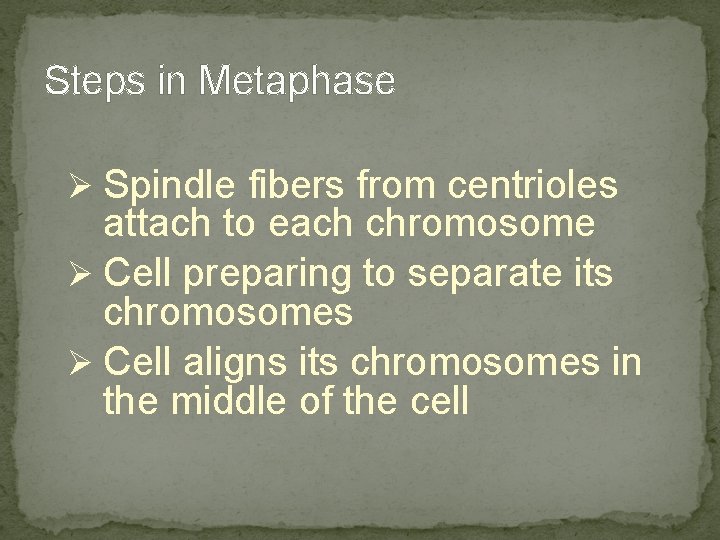 Steps in Metaphase Ø Spindle fibers from centrioles attach to each chromosome Ø Cell Steps in Metaphase Ø Spindle fibers from centrioles attach to each chromosome Ø Cell