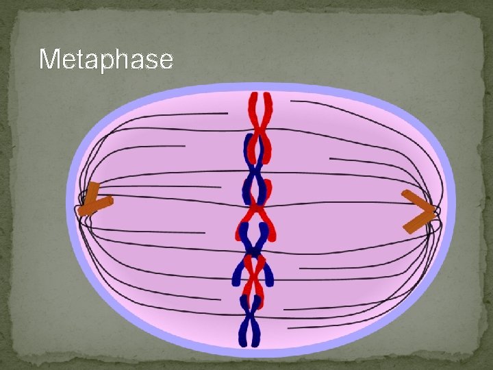 Metaphase Metaphase