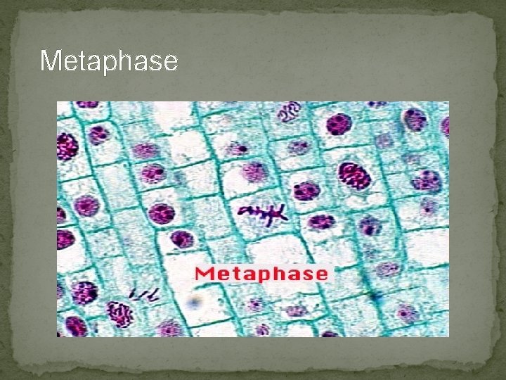 Metaphase Metaphase