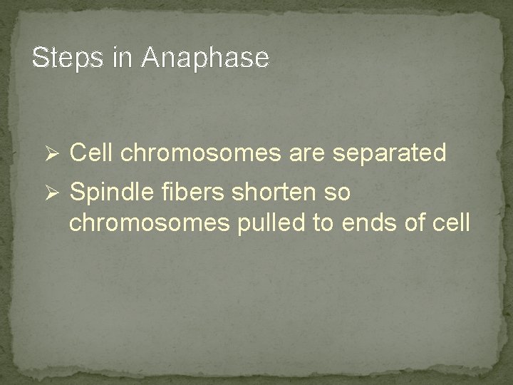 Steps in Anaphase Ø Cell chromosomes are separated Ø Spindle fibers shorten so chromosomes Steps in Anaphase Ø Cell chromosomes are separated Ø Spindle fibers shorten so chromosomes