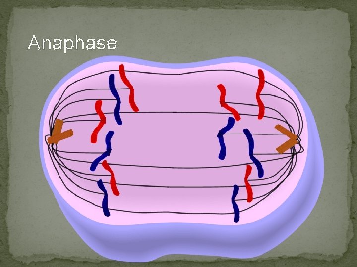 Anaphase Anaphase