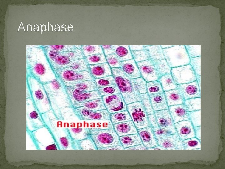 Anaphase Anaphase