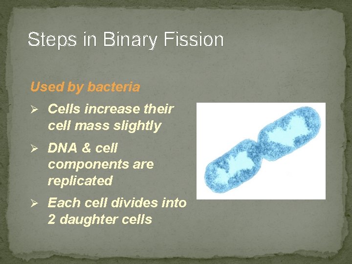 Steps in Binary Fission Used by bacteria Ø Cells increase their cell mass slightly Steps in Binary Fission Used by bacteria Ø Cells increase their cell mass slightly