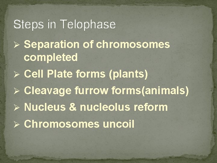 Steps in Telophase Ø Separation of chromosomes completed Ø Cell Plate forms (plants) Ø Steps in Telophase Ø Separation of chromosomes completed Ø Cell Plate forms (plants) Ø