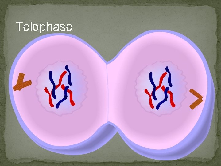 Telophase Telophase